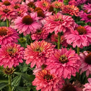 Echinacea sunseekers 'Pink Grapefruit' / Kasvirág