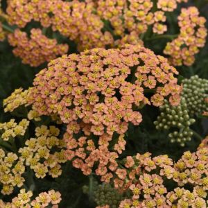 Achillea millefolium 'New Vintage Terracotta' / Közönséges cickafark