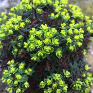 Euphorbia cyparissias 'Fens Ruby' / Farkas kutyatej
