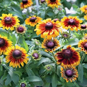 Rudbeckia hirta 'Toto Rustic' / Kúpvirág 