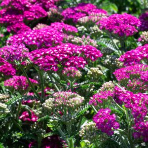 Achillea millefolium 'New Vintage Violet' / Közönséges cickafark