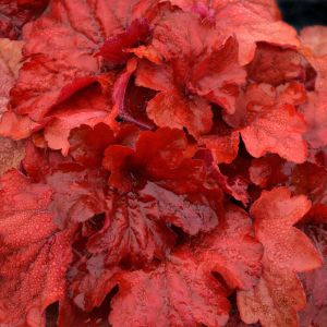 Heuchera 'Fire Alarm' / Tűzeső
