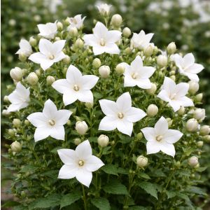 Platycodon grandiflorus 'Astra White' / Léggömbvirág