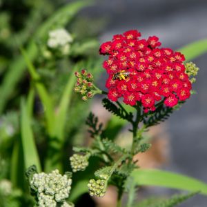 Achillea millefolium 'New Vintage Red' / Közönséges cickafark