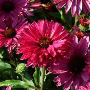 Echinacea Sunseekers 'Sweet Fuchsia' / Kasvirág