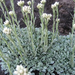 Antennaria dioica 'Alba' / Parlagi macskatalp