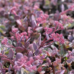 Sedum telephium 'Red Sparkle' / Varjúháj