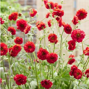 Geum coccineum 'Fire Starter' / Gyömbérgyökér