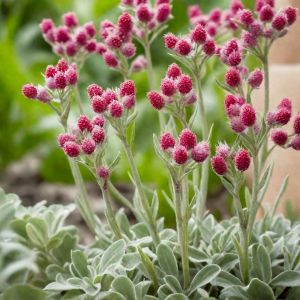 Antennaria dioica 'Alex Duguid' / Parlagi macskatalp