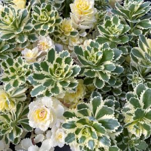 Sedum takesimense 'Atlantis' / Koreai varjúháj