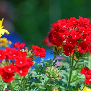 Verbena peruviana / Tűzpiros verbéna, Perui verbéna