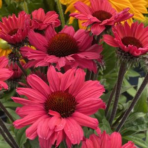 Echinacea Sunseekers 'Carmine' / Kasvirág