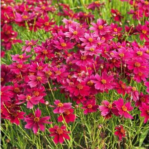 Coreopsis verticillata 'Ruby Red' / Menyecskeszem