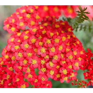 Achillea millefolium 'Paprika' / Közönséges cickafark
