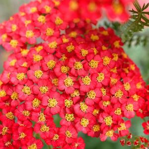 Achillea millefolium 'Paprika' / Közönséges cickafark