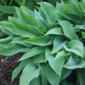 Hosta 'Phoenix' / Árnyékliliom