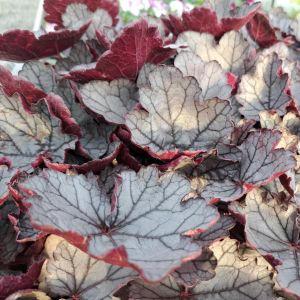 Heuchera 'Silverberry' / Tűzeső