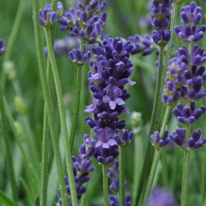 Lavandula angustifolia 'Anna' / Levendula