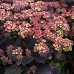 Sedum telephium 'Conga Line' / Pompás varjúháj