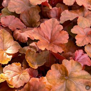Heuchera 'Timeless Orange' / Tűzeső