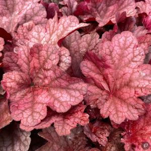 Heuchera 'Beautiful Dancer' / Tűzeső