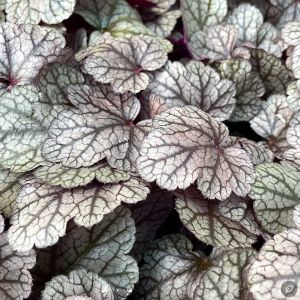 Heuchera 'Sugar Frosted' / Tűzeső