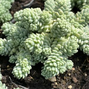 Sedum dasyphyllum 'Silver rose' / Varjúháj