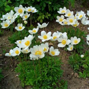 Anemone sylvestris / Erdei szellőrózsa