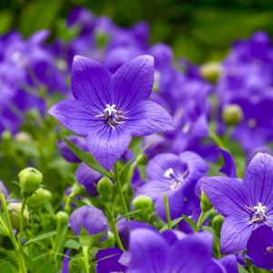 Platycodon grandiflorus 'Astra Blue' / Léggömbvirág