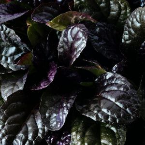 Ajuga reptans 'Elmblut' / Indás ínfű
