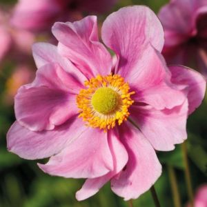 Anemone x hybrida 'Serenade' / Szellőrózsa