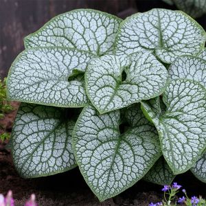 Brunnera macrophylla 'Jack of Diamonds' / Kaukázusi nefelejcs