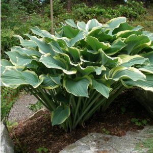 Hosta 'Regal Splendor' / Árnyékliliom