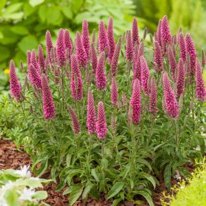 Veronica spicata 'Rotfuchs' / Macskafarkú Veronika