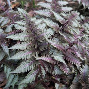 Athyrium niponicum var.pictum / Japán hölgypáfrány