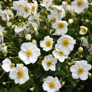 Anemone x hybrida 'Honorine Jobert' / Szellőrózsa