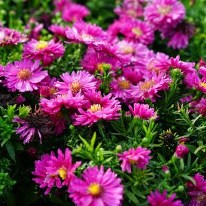 Aster dumosus 'Rubin' / Törpe őszirózsa