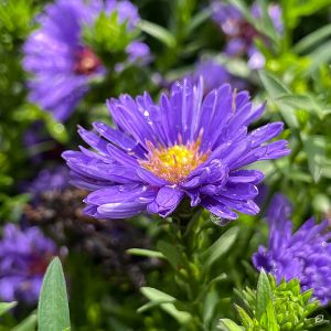 Aster dumosus 'Indigo' / Törpe őszirózsa