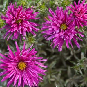 Aster dumosus 'Purple Diamond' / Törpe őszirózsa