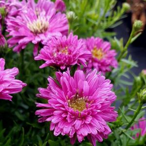 Aster dumosus 'Purple Diamond' / Törpe őszirózsa