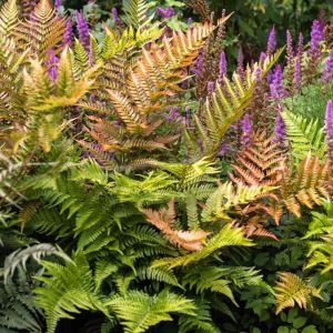 Dryopteris erythrosora / Japán ernyőpáfrány