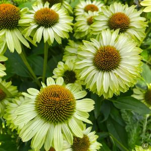 Echinacea 'Sunseekers Apple Green' / Kasvirág