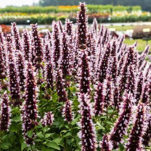 Agastache 'Beelicious Pink' / Izsópfű