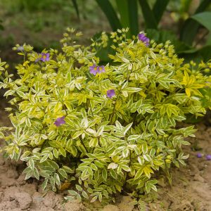 Polemonium 'Golden Feathers' / Csatavirág