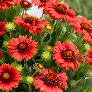 Gaillardia x grandiflora 'Celebration' / Kokárdavirág