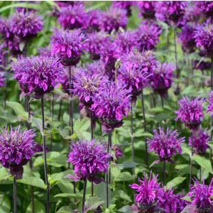 Monarda dydima 'Elegant Purple' / Méhbalzsam