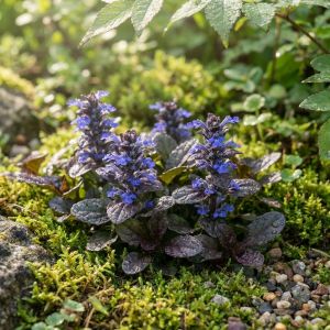 Ajuga reptains 'Chocolate Chip' / Indás ínfű