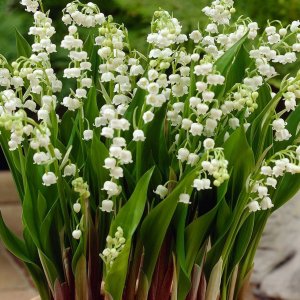 Convallaria majalis / Gyöngyvirág