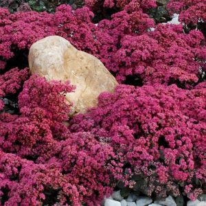 Sedum Sunsparkler 'Dazzleberry' / Varjúháj