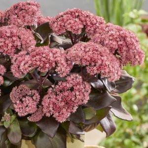 Sedum 'Key of heaven' / Varjúháj